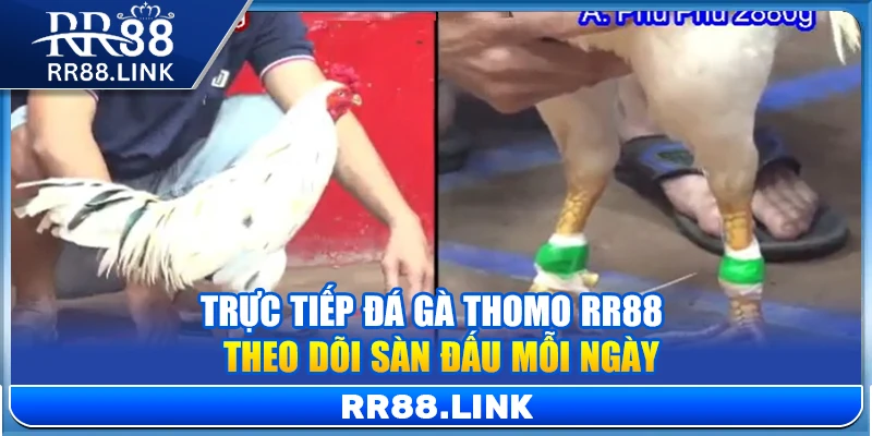 Trực Tiếp Đá Gà Thomo RR88 – Theo Dõi Sàn Đấu Mỗi Ngày