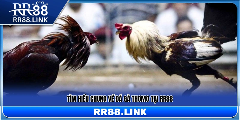 Khái quát về hình thức trực tiếp đá gà Thomo RR88